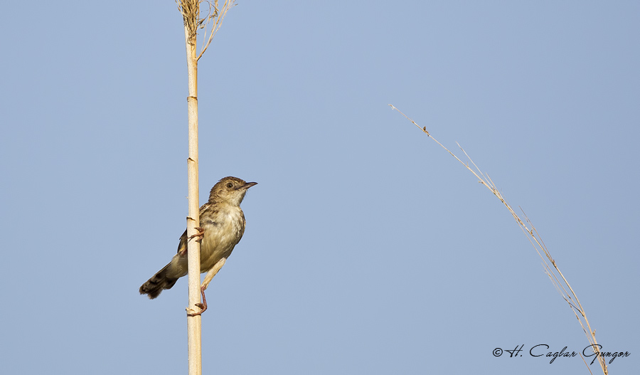 Zitting Cisticola