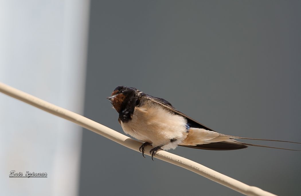Barn Swallow