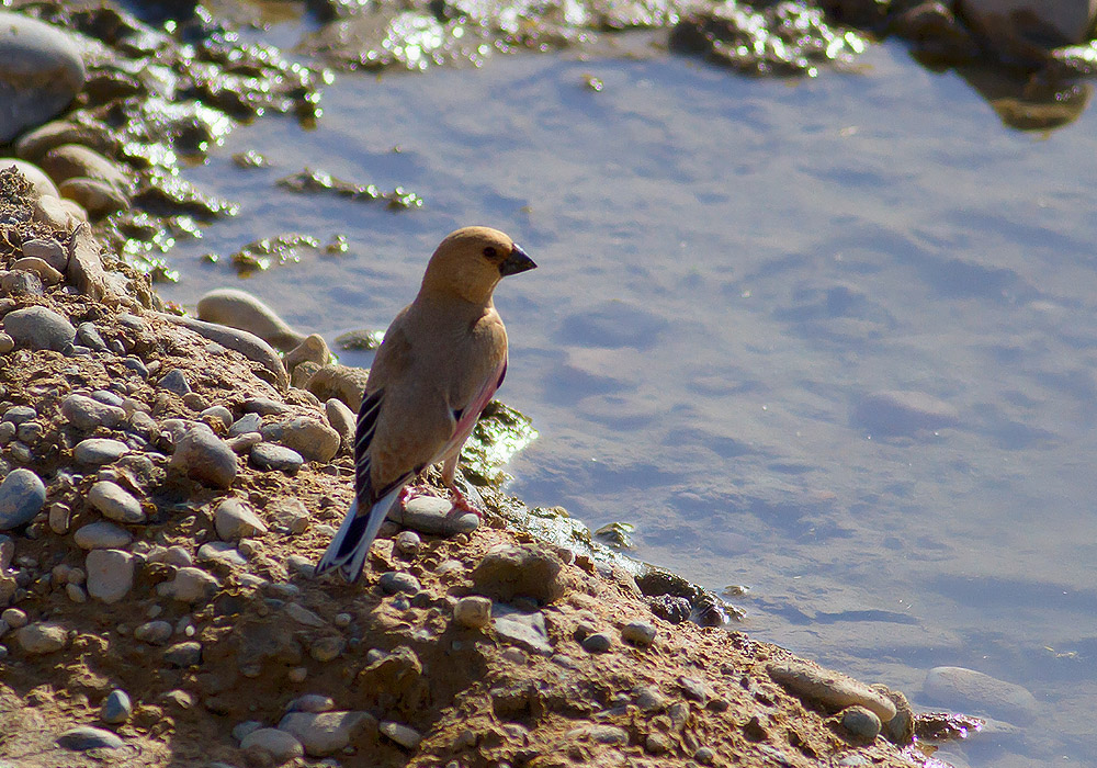 Desert Finch