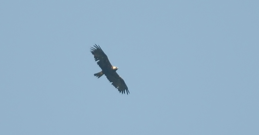 Eastern Imperial Eagle