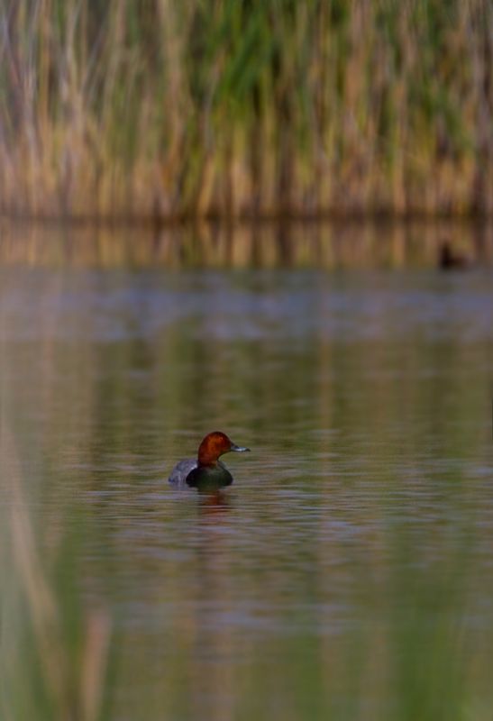 Common Pochard