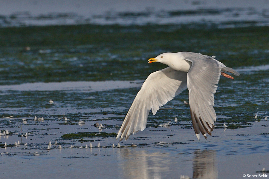European Herring Gull