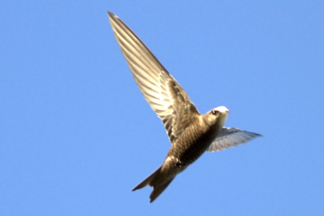 Boz Ebabil
