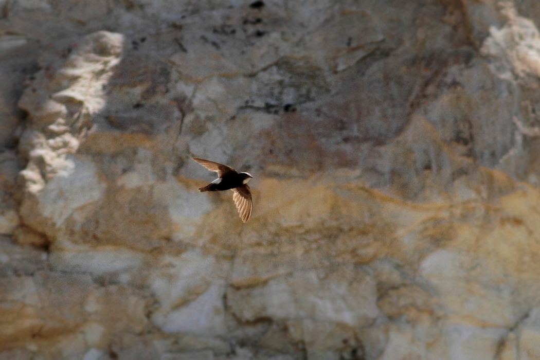 Little Swift