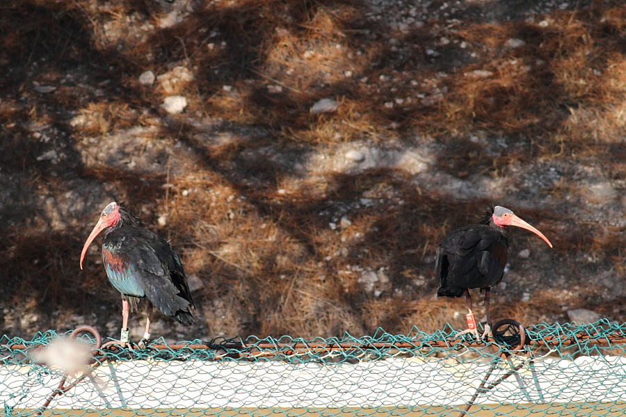 Northern Bald Ibis