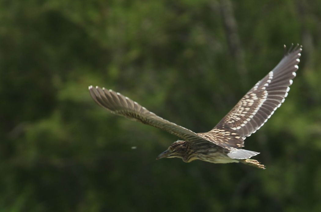 Black-crowned Night Heron