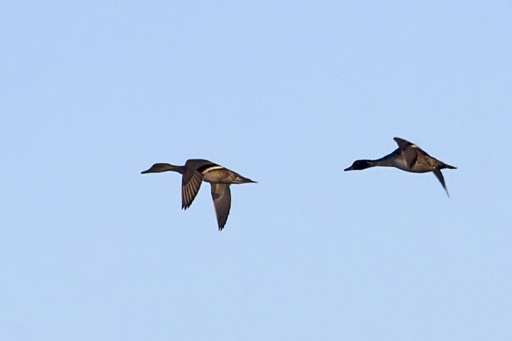 Northern Pintail