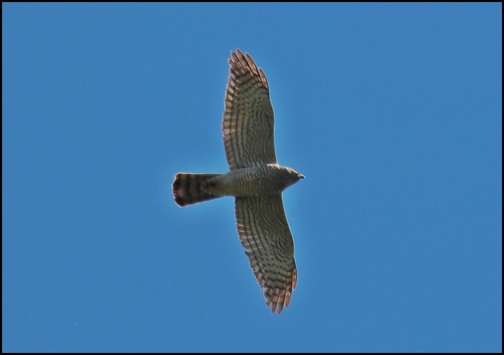 Eurasian Sparrowhawk