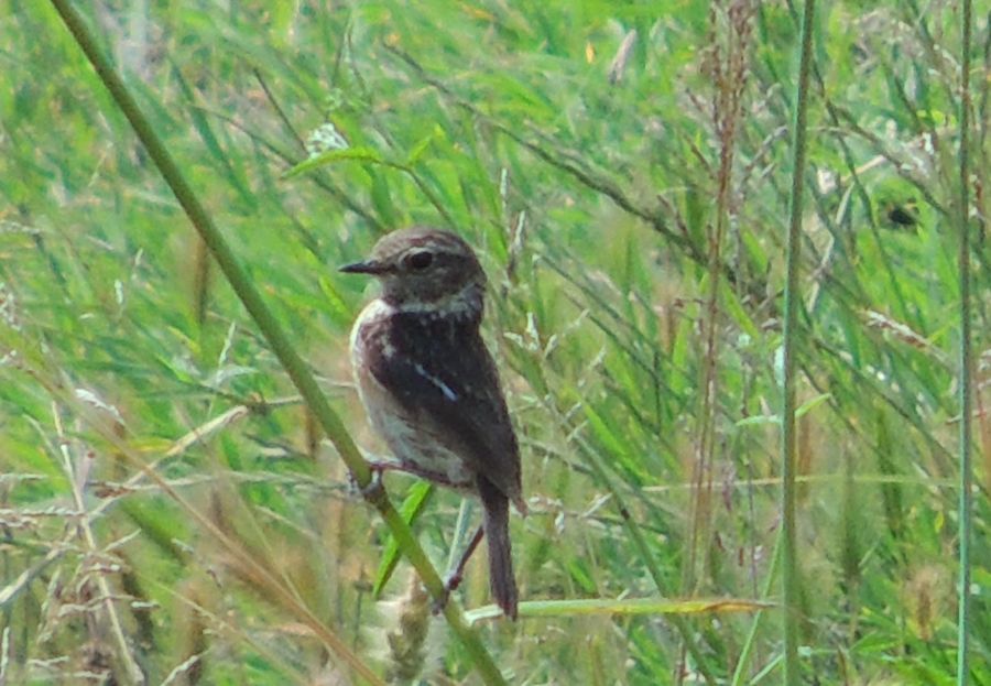European Stonechat