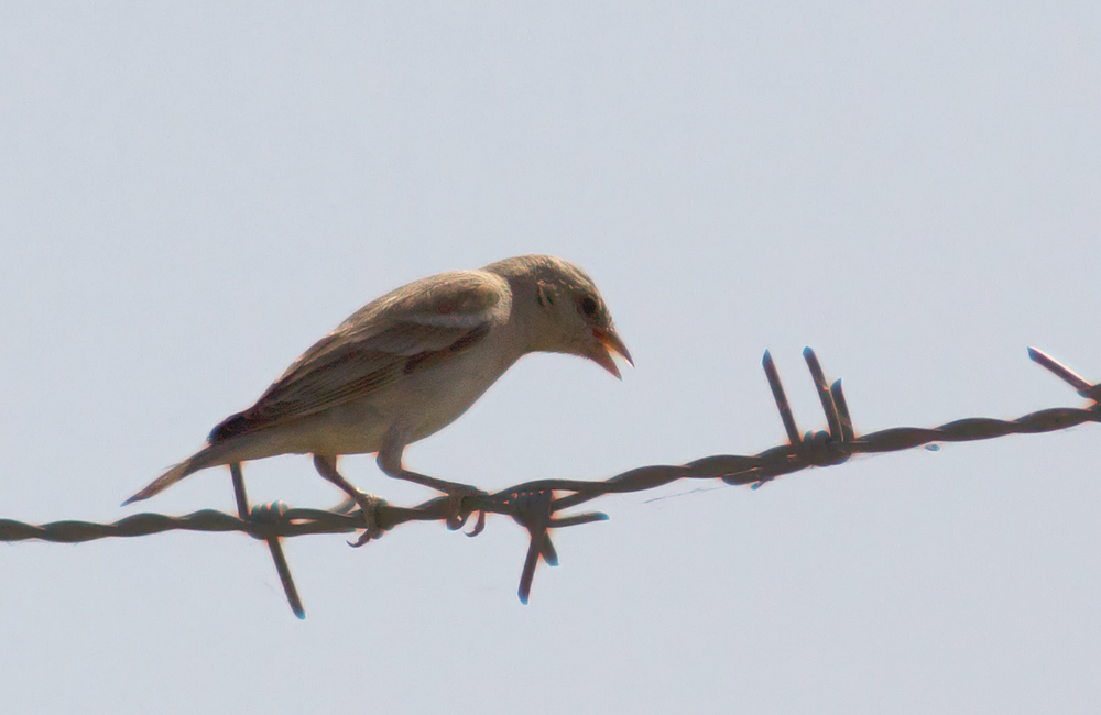 Pale Rockfinch