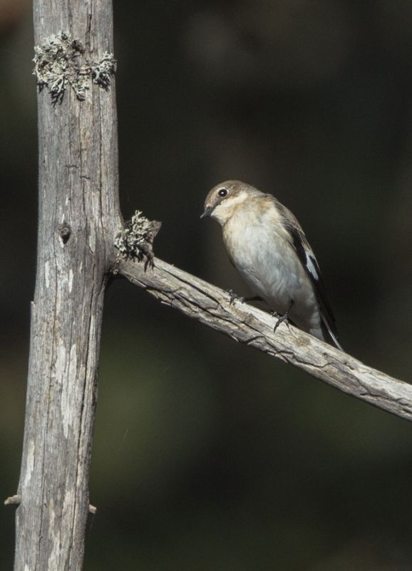 Semicollared Flycatcher