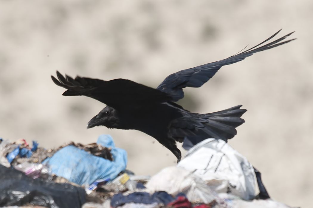 Northern Raven