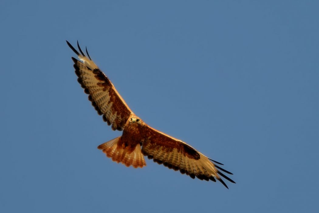 Long-legged Buzzard