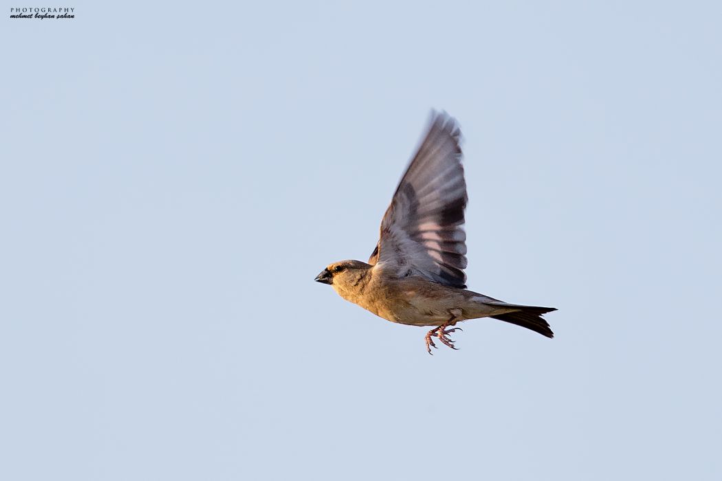 Desert Finch