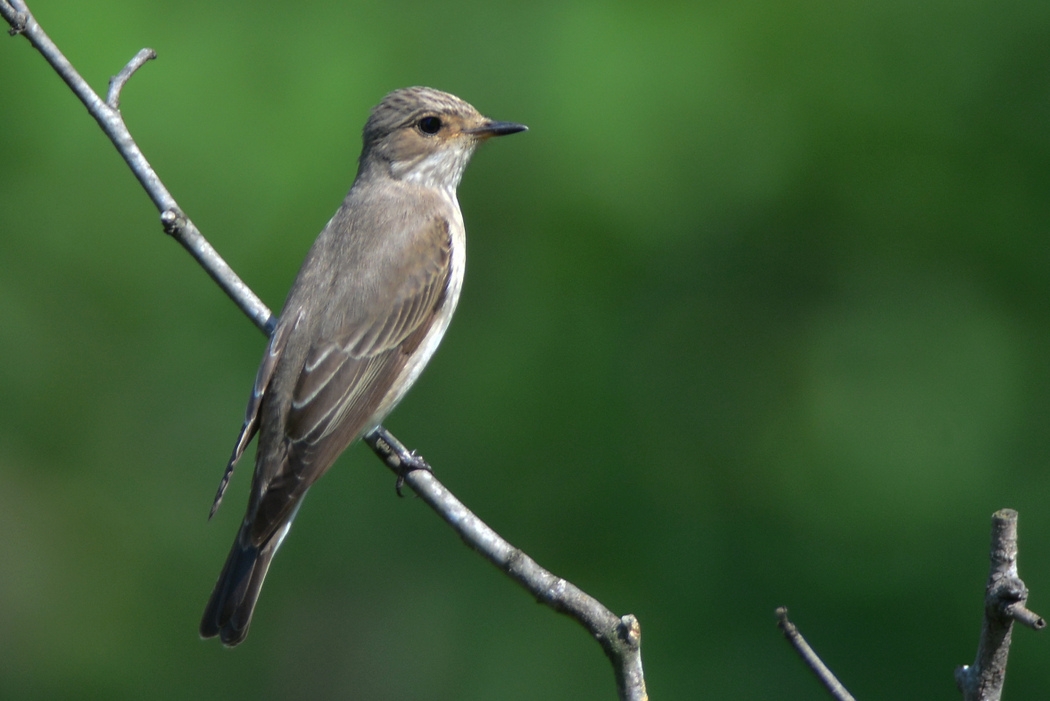 Spotted Flycatcher