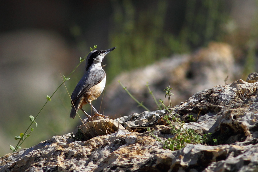 Eastern Rock Nuthatch