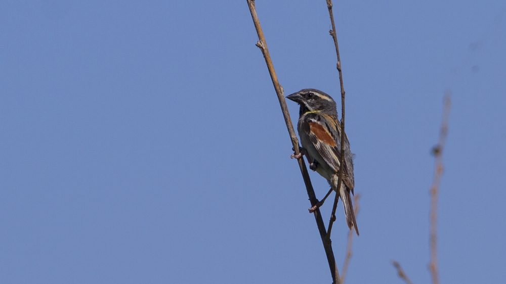 Dead Sea Sparrow