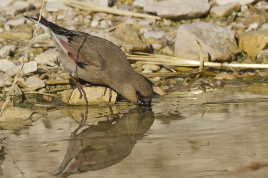 Desert Finch