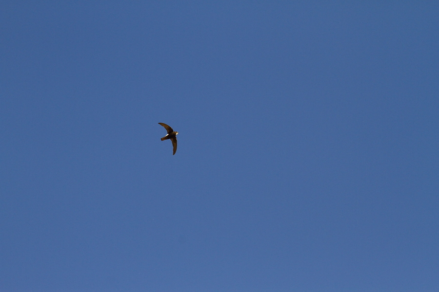 Little Swift