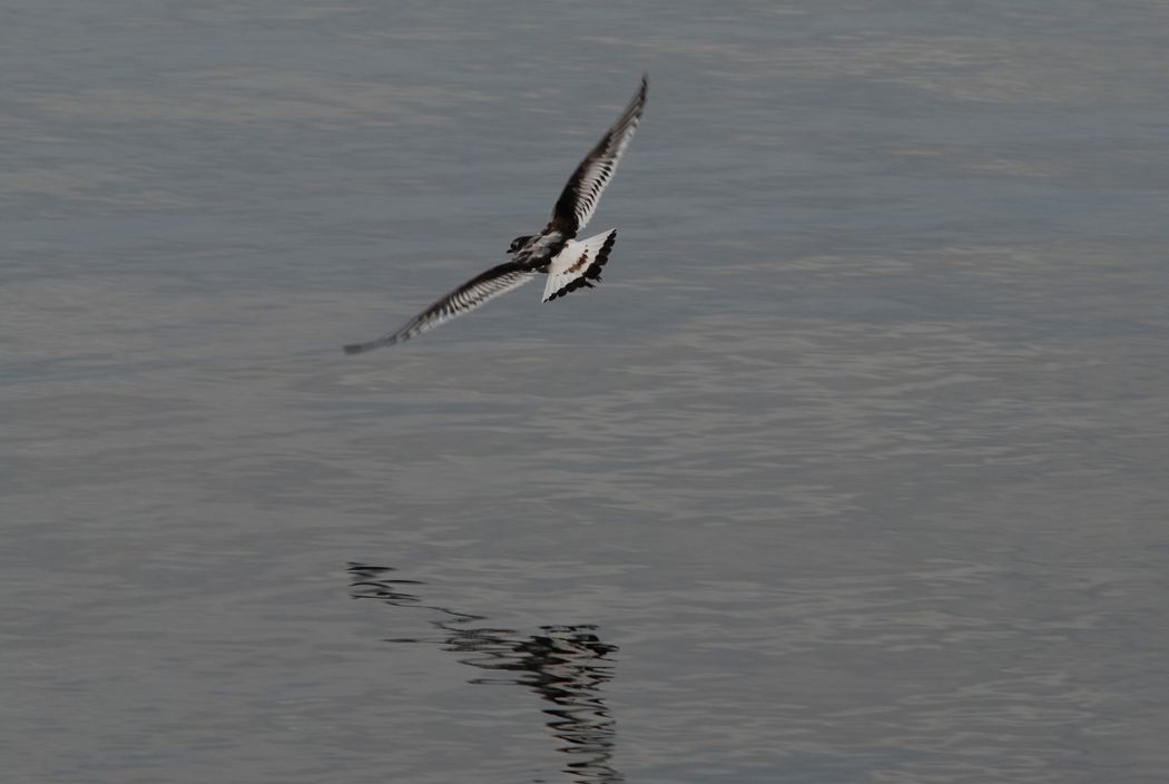 Little Gull