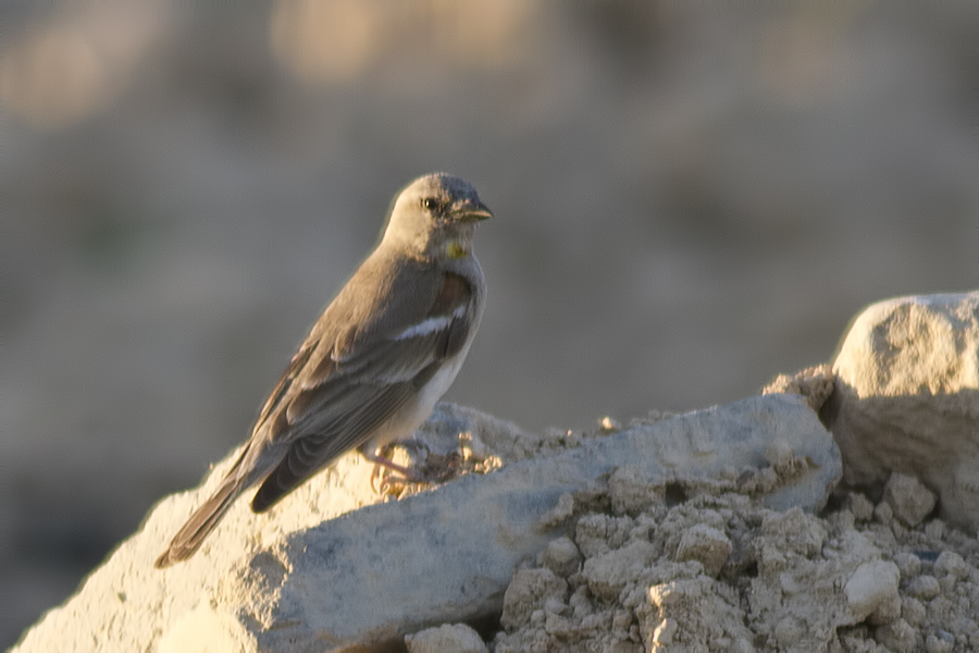 Sarıboğazlı Serçe