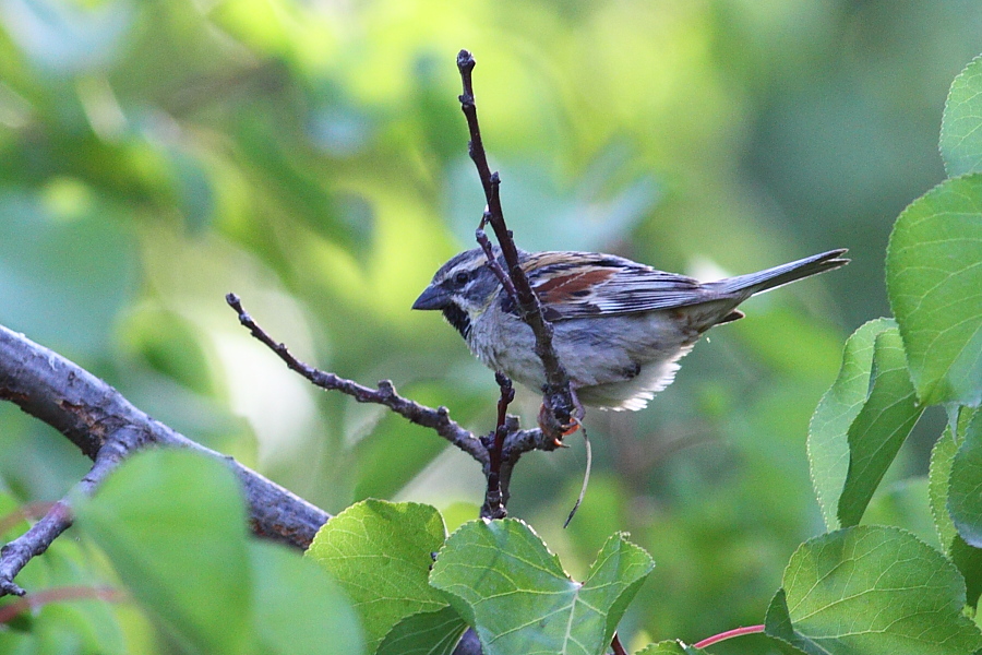Dead Sea Sparrow