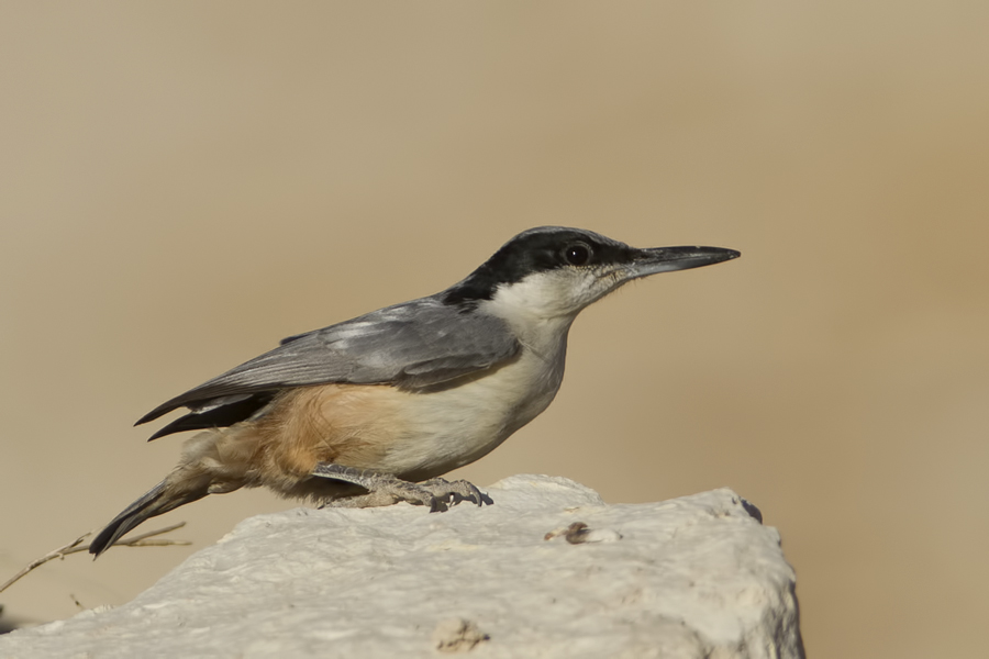 Eastern Rock Nuthatch