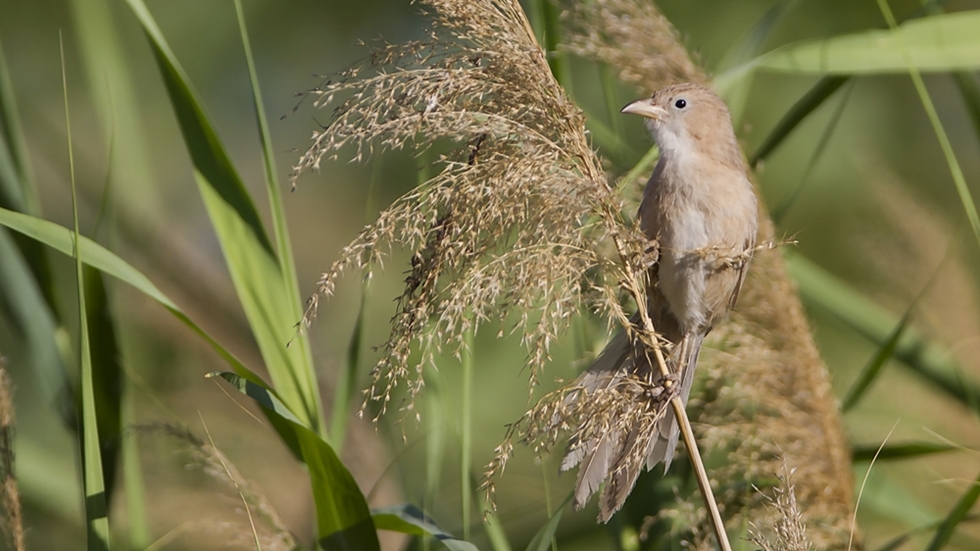 Iraq Babbler