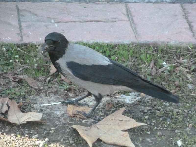 Leş Kargası