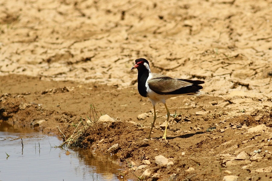 Red-wattled Lapwing