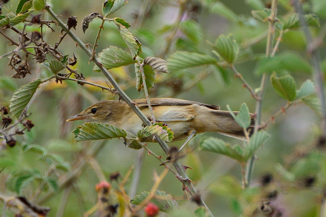 Icterine Warbler