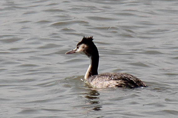 Great Crested Grebe
