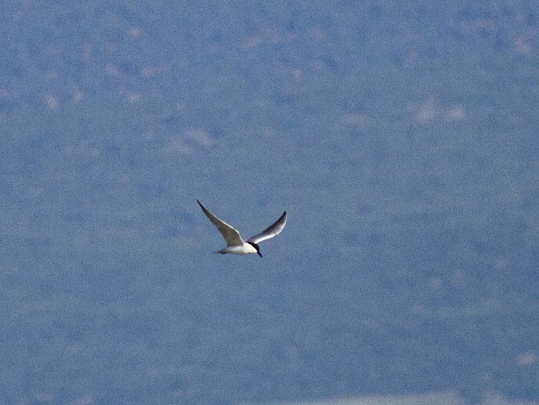 Gull-billed Tern