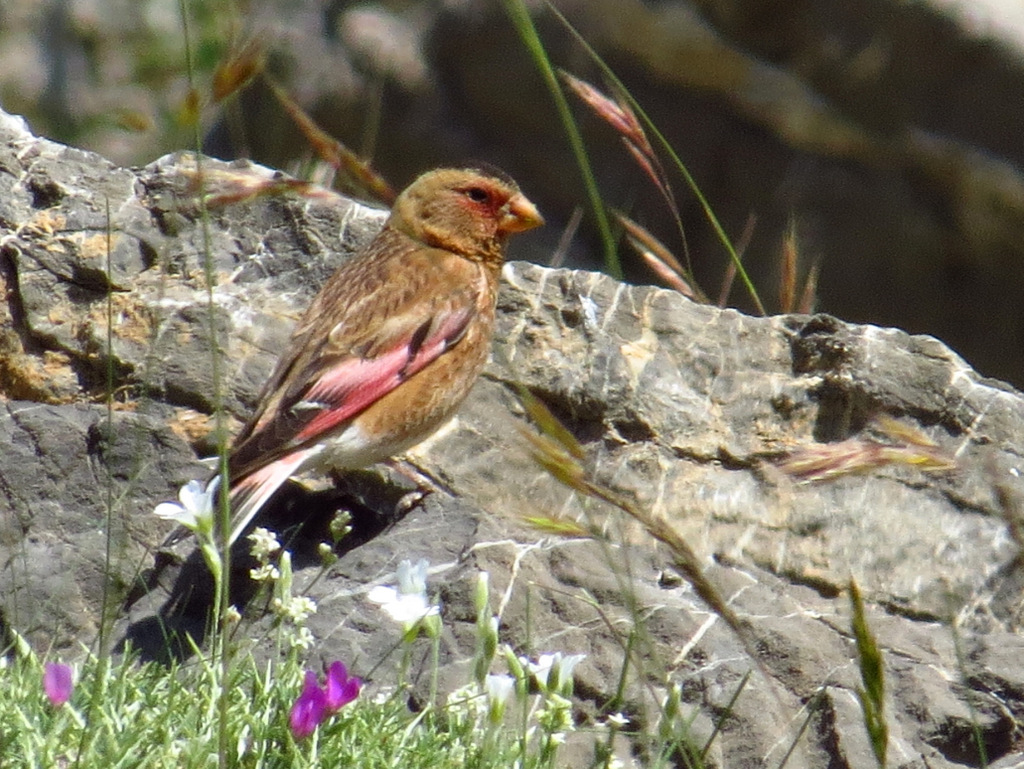 Eurasian Crimson-winged Finch