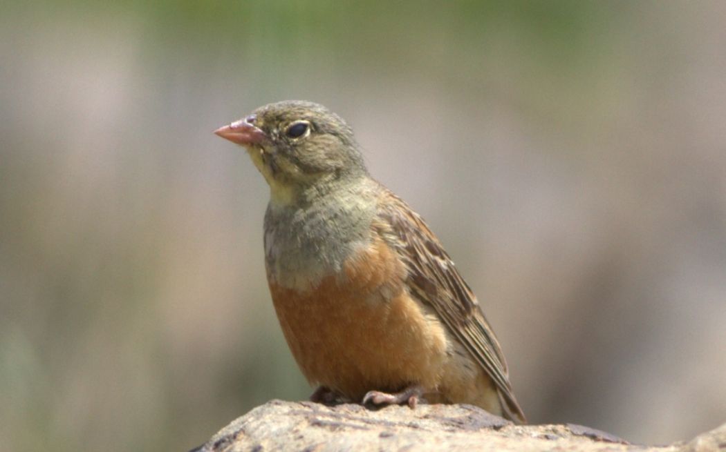 Ortolan Bunting
