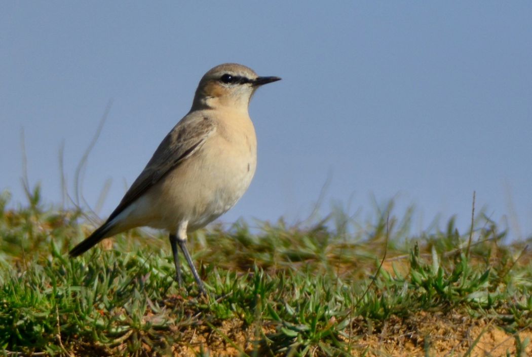 Isabelline Wheatear