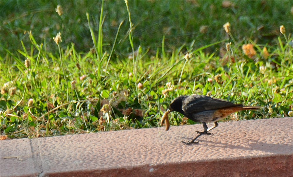 Black Redstart