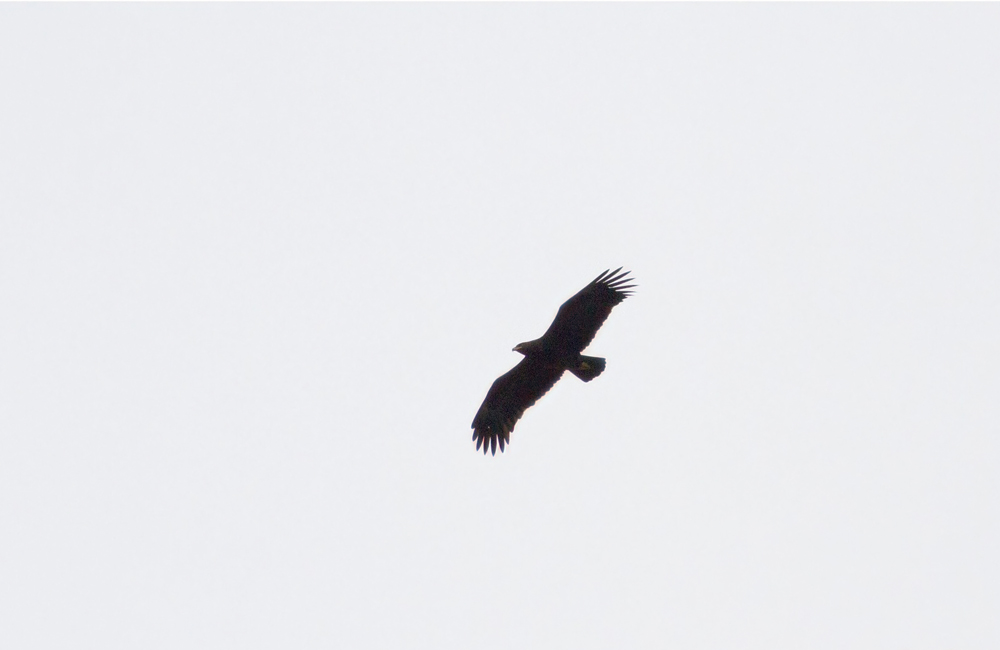 Greater Spotted Eagle