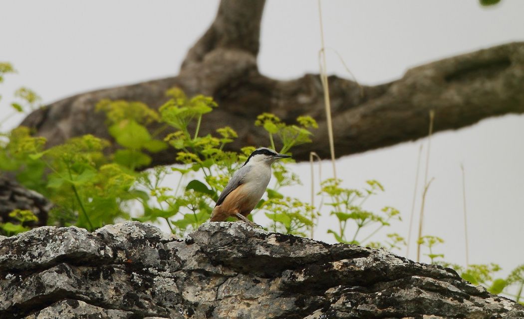 Eastern Rock Nuthatch