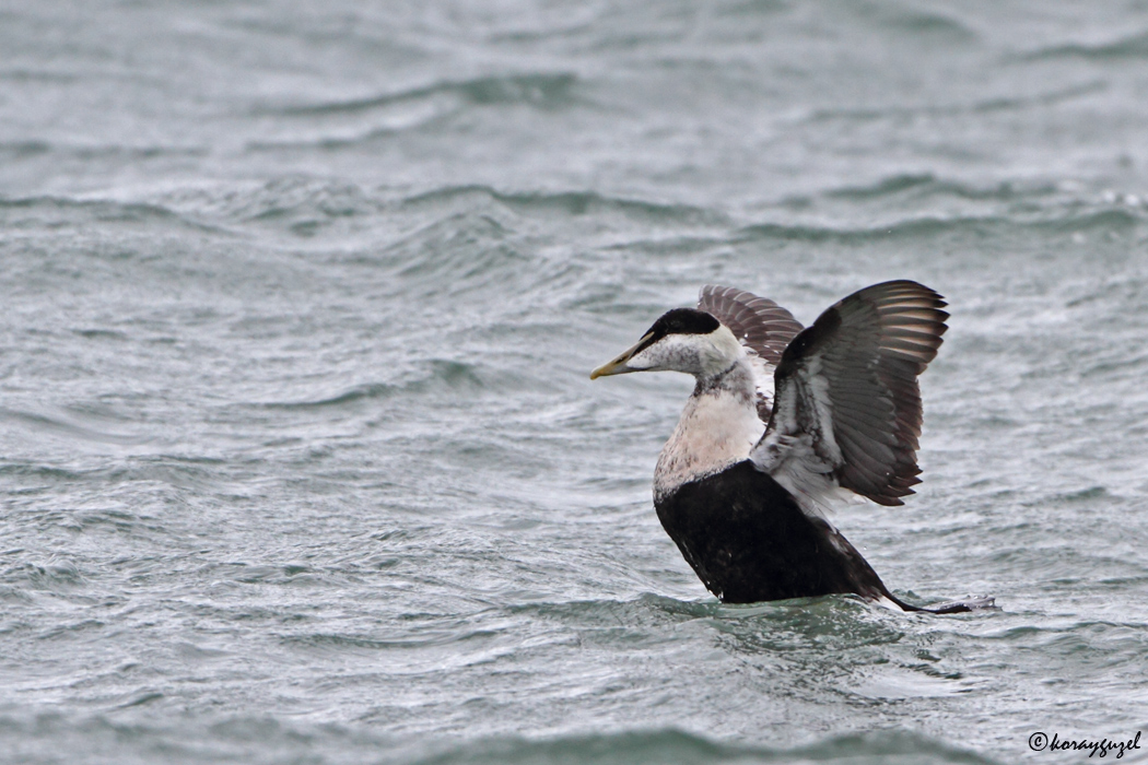Common Eider