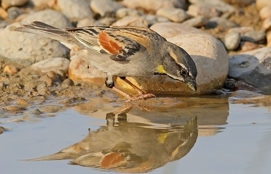 Dead Sea Sparrow