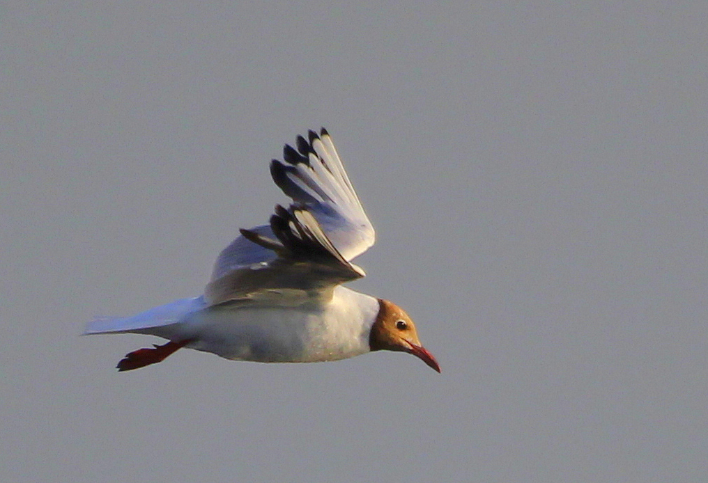 Karabaş Martı