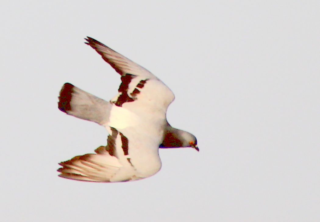 Rock Dove
