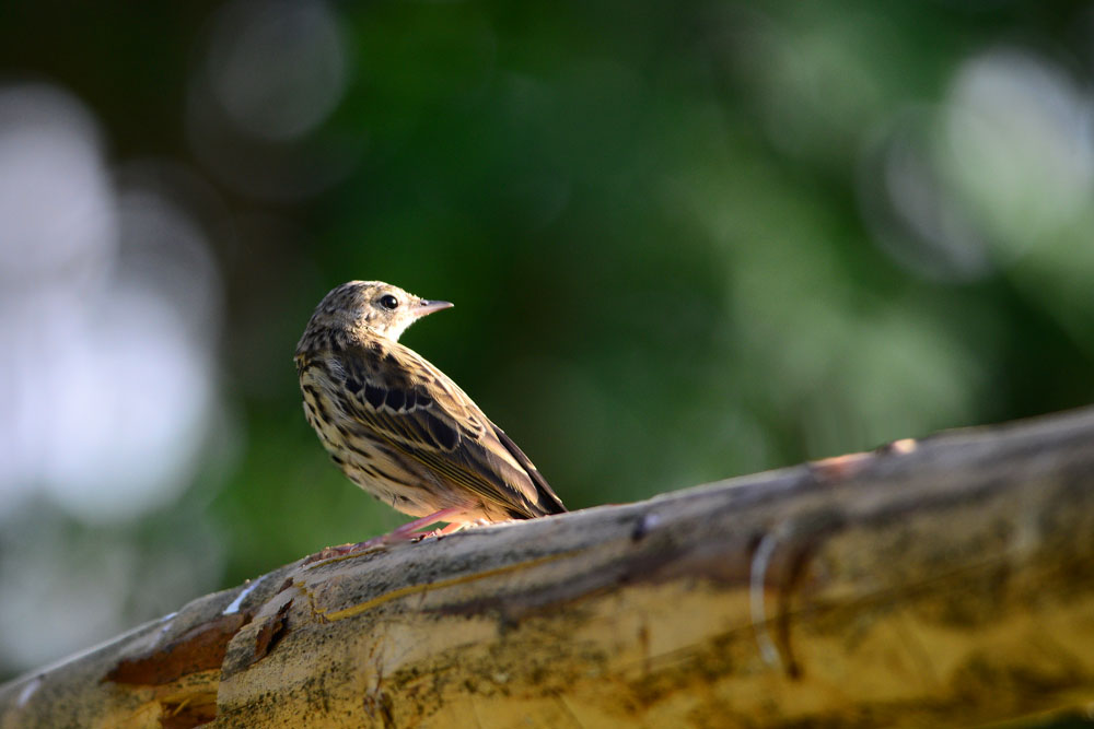 Tree Pipit