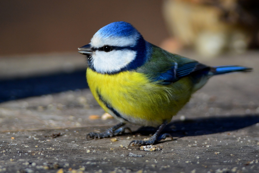 Eurasian Blue Tit