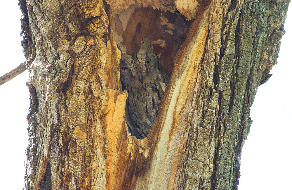 Pallid Scops Owl