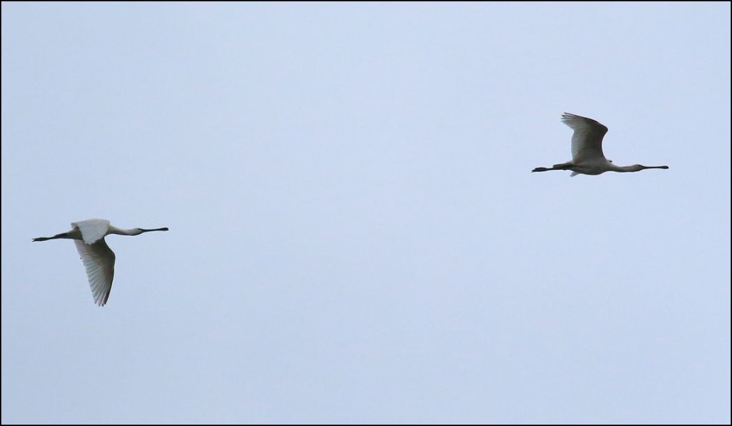 Eurasian Spoonbill
