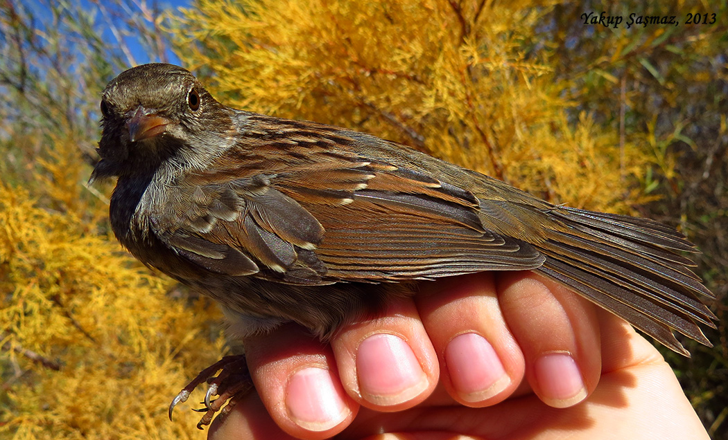 Dunnock
