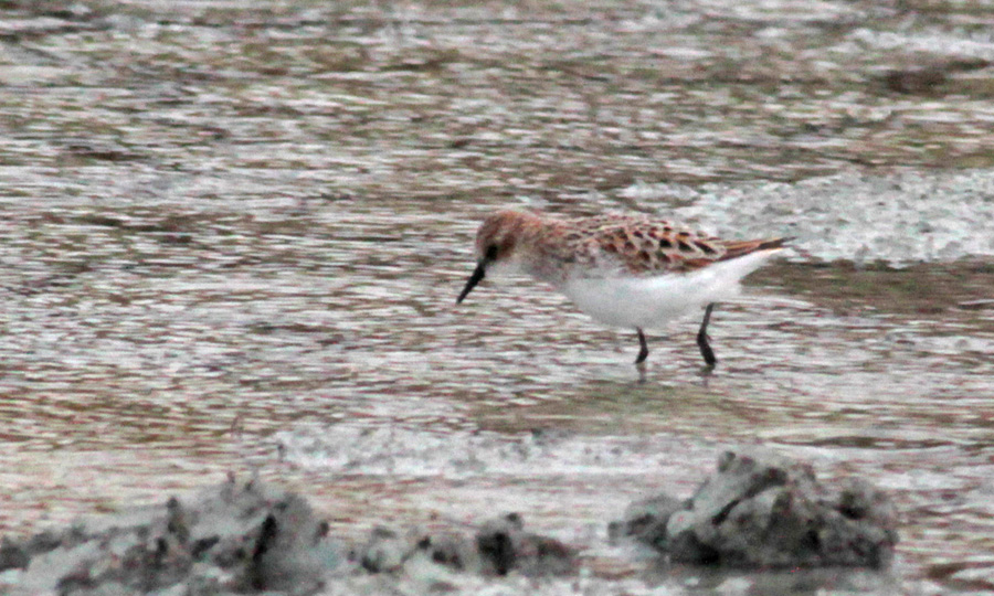 Little Stint