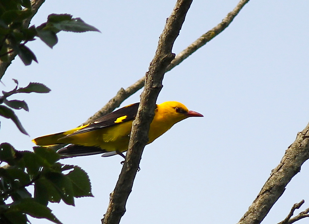 Eurasian Golden Oriole